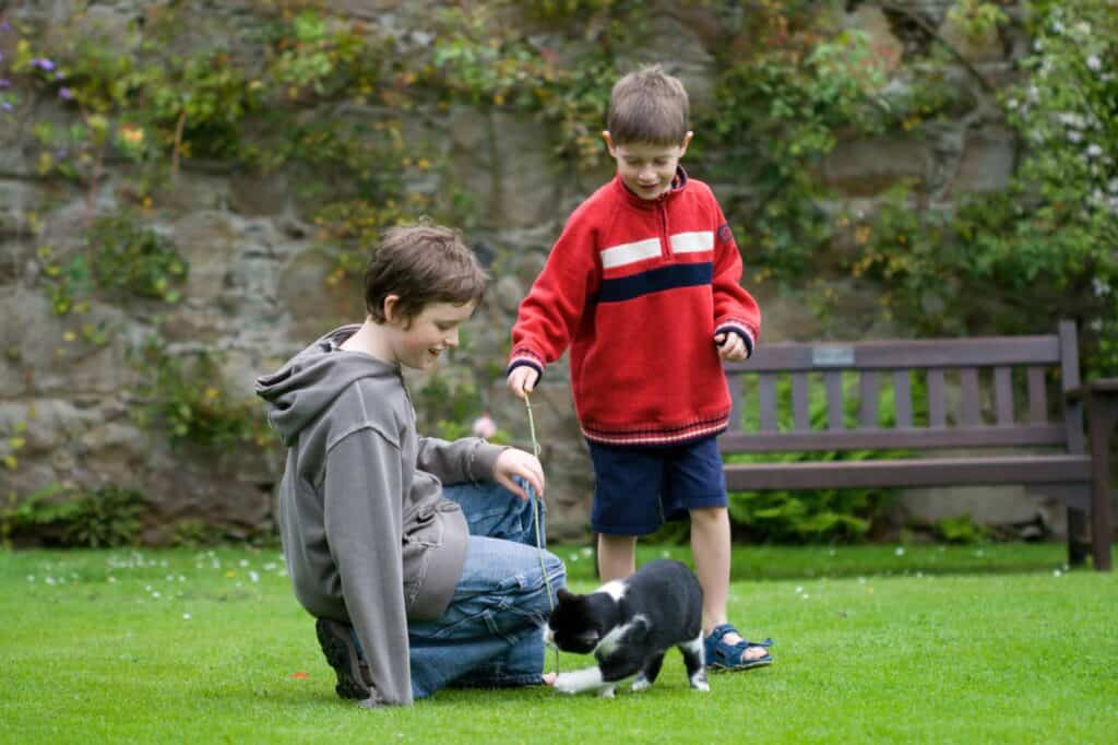 Two young boys playing with their pet cat in the backyard