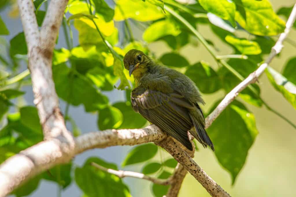 A bird perched on a tree branch