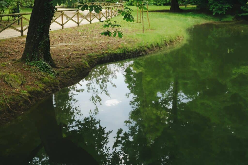A pond in the park